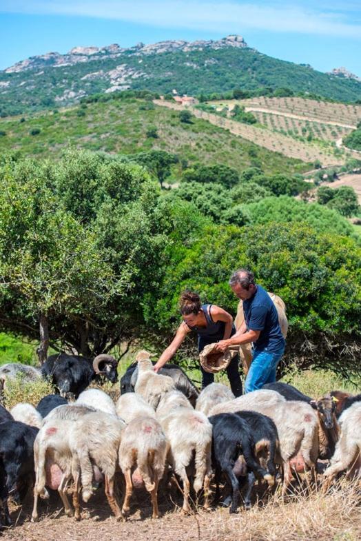 Ferme De Roccapina Bed and Breakfast Sarragia Εξωτερικό φωτογραφία